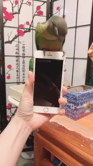 Merlin loves my phone