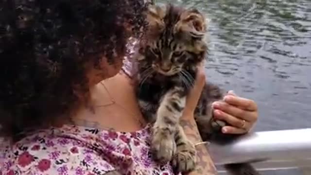 Maine coon kitten going to miami park
