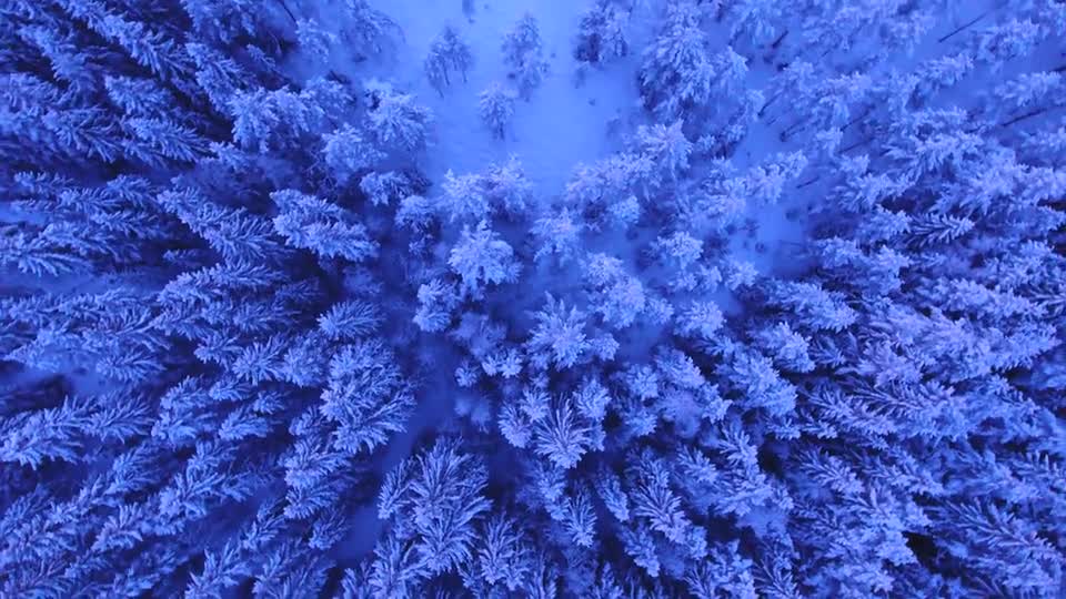 Vintage Snowy trees