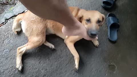 HOW TO MASSAGE DOG USING YOUR FOOT??