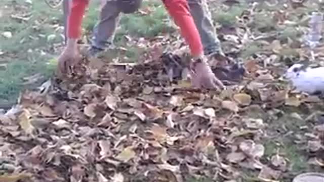 funny animals making the party