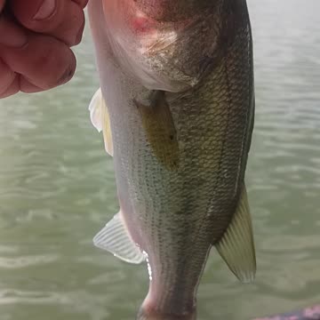 Largemouth bass