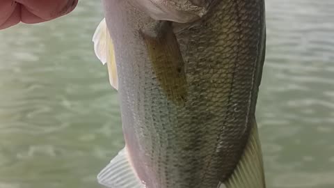 Largemouth bass