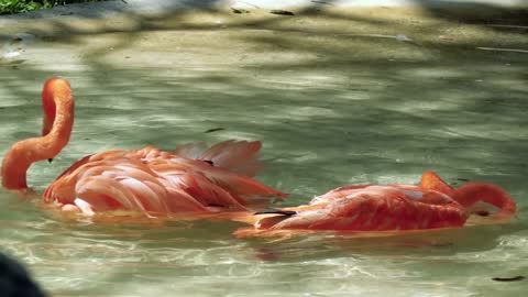 Watch the beautiful pink flamingos