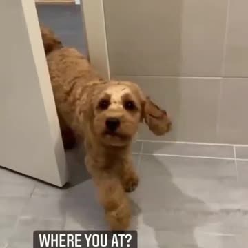 Door open the dog
