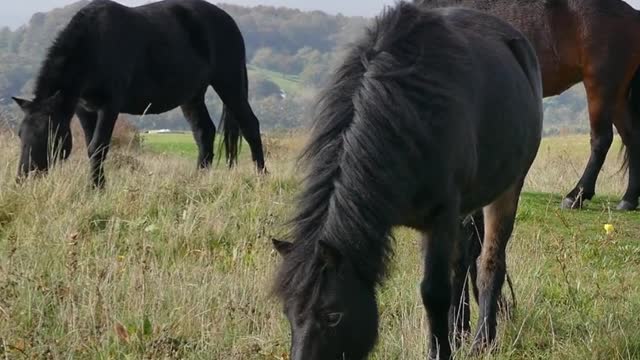 Beautiful Horse | Horses Grazing