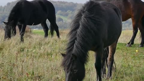 Beautiful Horse | Horses Grazing