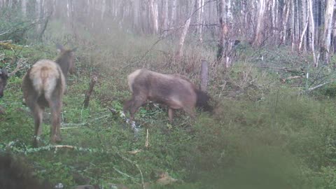 Elk on Trailcam