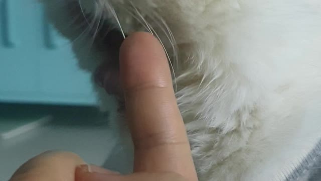a finger-loving cat2