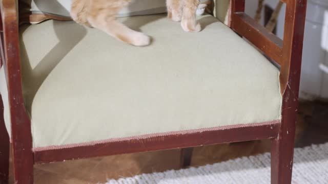 A ginger cat looking around on a chair