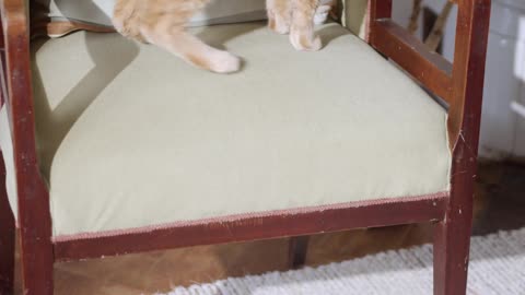 A ginger cat looking around on a chair