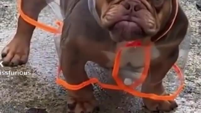 Wild pitbull with raincoat