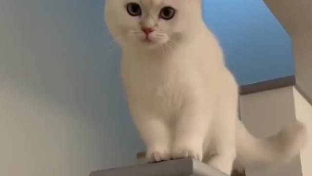 2 Cats Laughing And Looking to each other