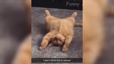 👍 Best Funny Dogs 🐶 And Cats 😹 Of The Month -Try Not To Laugh Challenge..