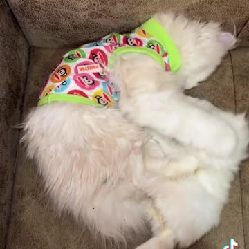 Mother cat loves her kitten