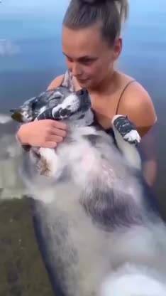 Stubborn Husky Lets Mom Know What He Thinks Of His New Bed