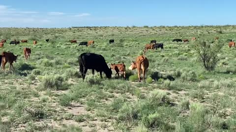 125- Hereford and black baldie pair.