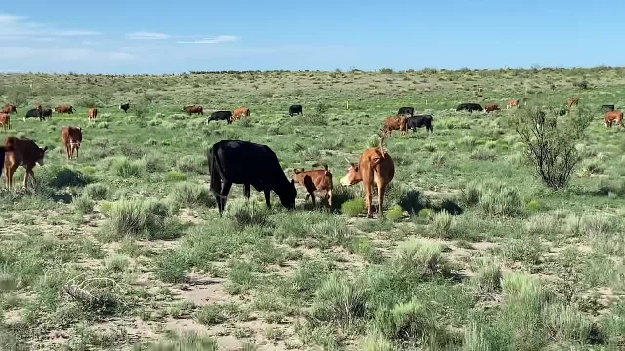 125- Hereford and black baldie pair.