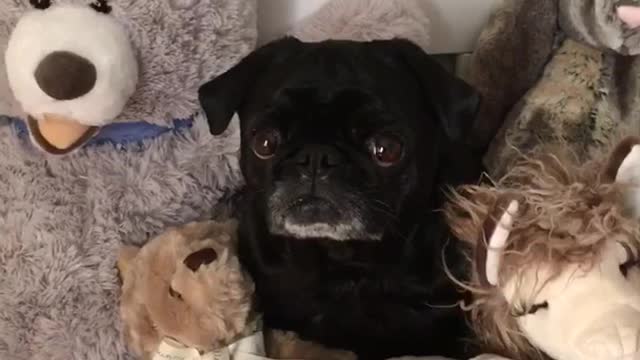 Black pug sits in middle of stuffed animals on red bed