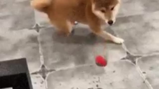 Cute dogs play game with cute baby