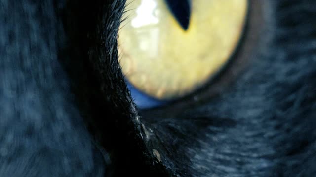 Yellow eyed black cat, close up