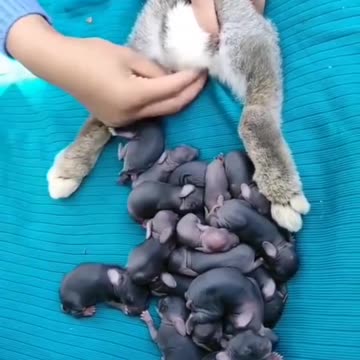 bunny giving birth pets,Baby bunnies