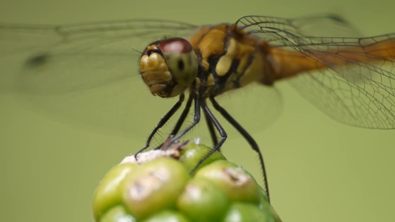 Graceful dragonfly on a flower.