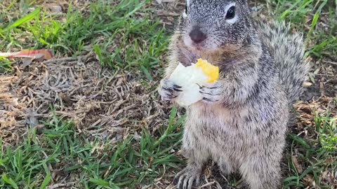 Having A Peaceful Picnic