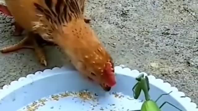 casi se la traga