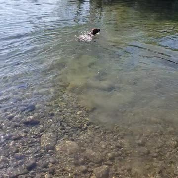Jasper's First Swim