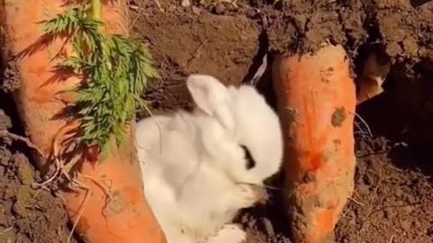 A rabbit plucks a turnip