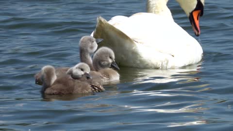 The swan is playing with her young in the water