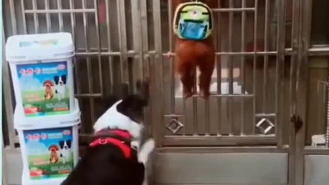 Puppy helping other dogs get in a gate