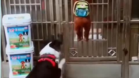 Puppy helping other dogs get in a gate