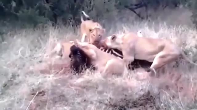 The zebra was hunted by a group of lions, the zebra could not run away