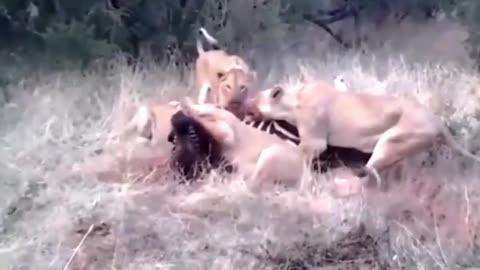 The zebra was hunted by a group of lions, the zebra could not run away