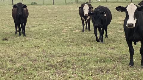 45-Young fall calving Angus plus