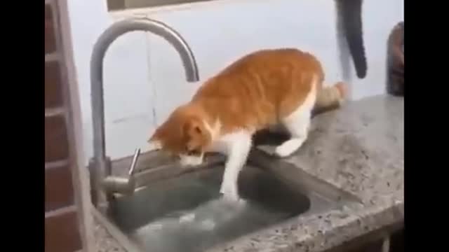 Funny Cats Life