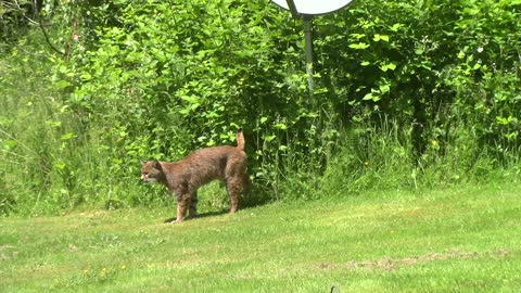 Wild Bobcat Looking for a Snack - Pacific Northwest