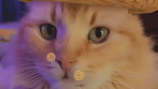 Cutest Baby Cats
