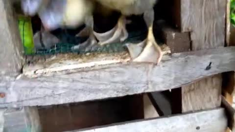 Cute duck