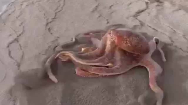 this octopus is not real, it is part of body model and motivation