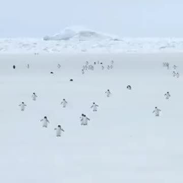 Penguins at 5 times their normal speed / Normal hızlarının 5 katı hızında penguenler / अपनी सामान्य गति के पंगुइन्स की 5 गुना गति में (Apnī sāmāny gati ke pangūins kī 5