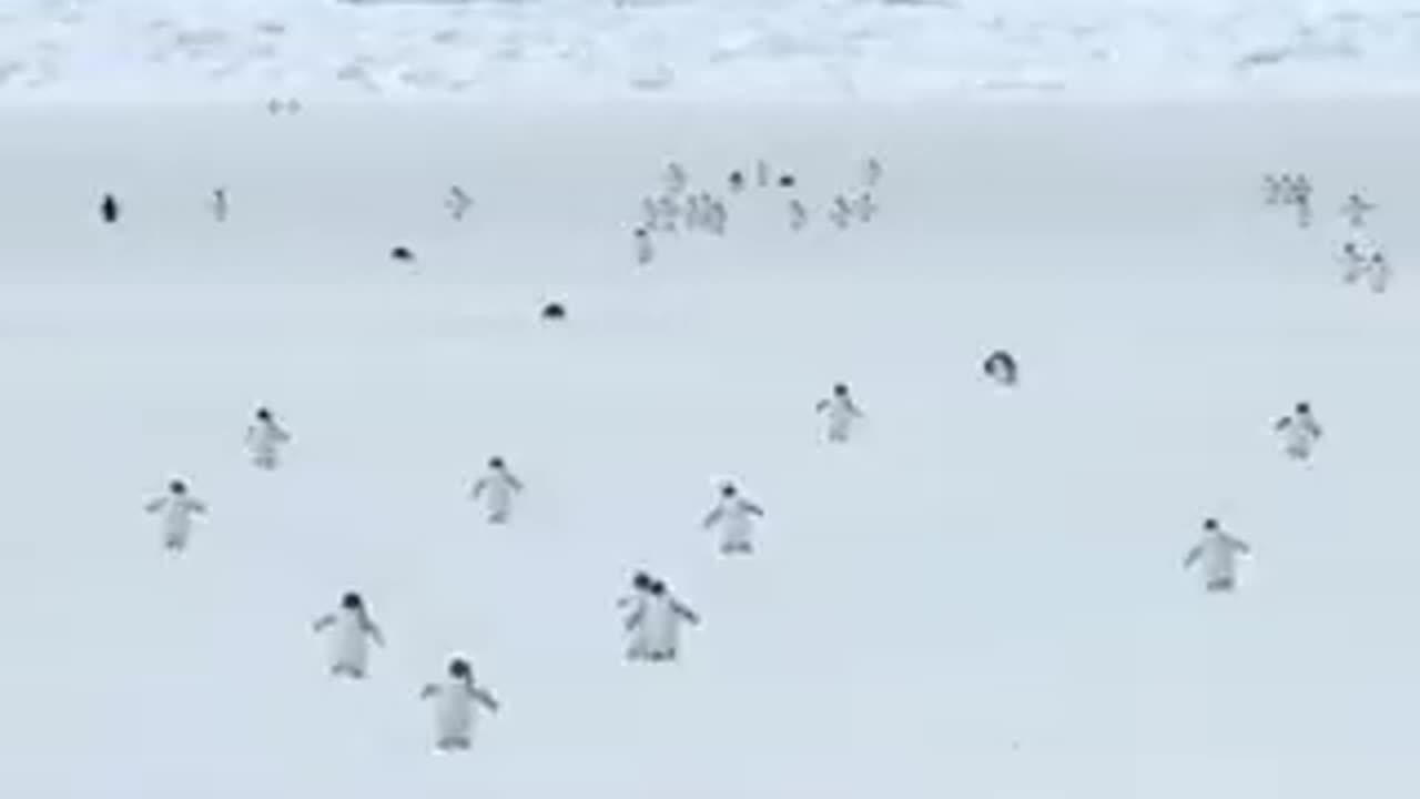 Penguins at 5 times their normal speed / Normal hızlarının 5 katı hızında penguenler / अपनी सामान्य गति के पंगुइन्स की 5 गुना गति में (Apnī sāmāny gati ke pangūins kī 5