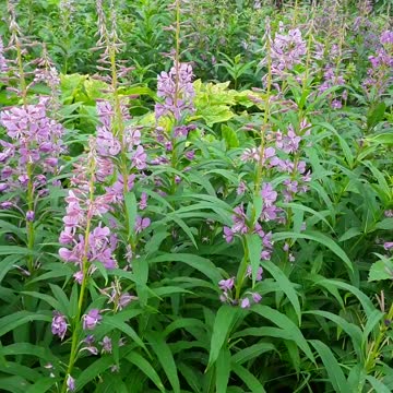 August 23,2022 Firewood in full bloom up at a place on Skyline Drive, Homer.