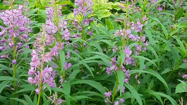 August 23,2022 Firewood in full bloom up at a place on Skyline Drive, Homer.