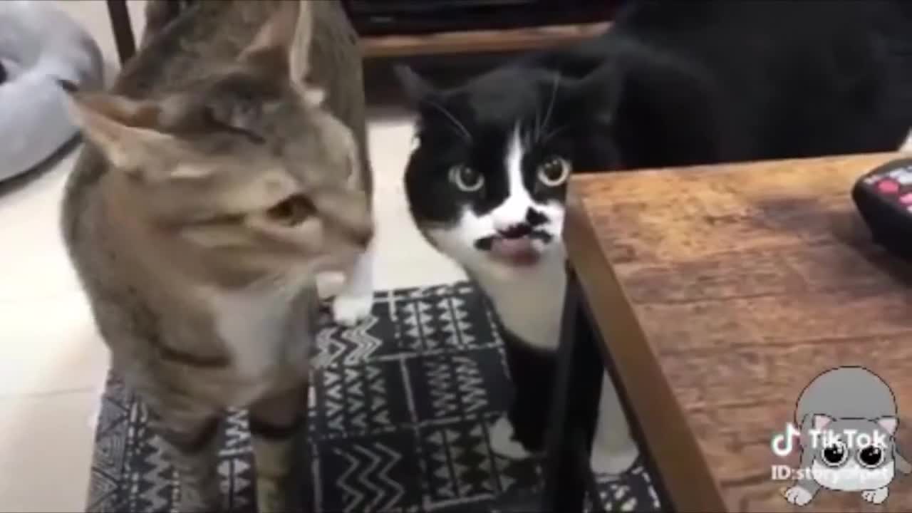 Cats talking !! these cats can speak english better than hooman