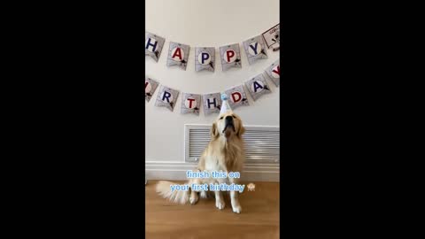 My Golden Puppies 1st Birthday!