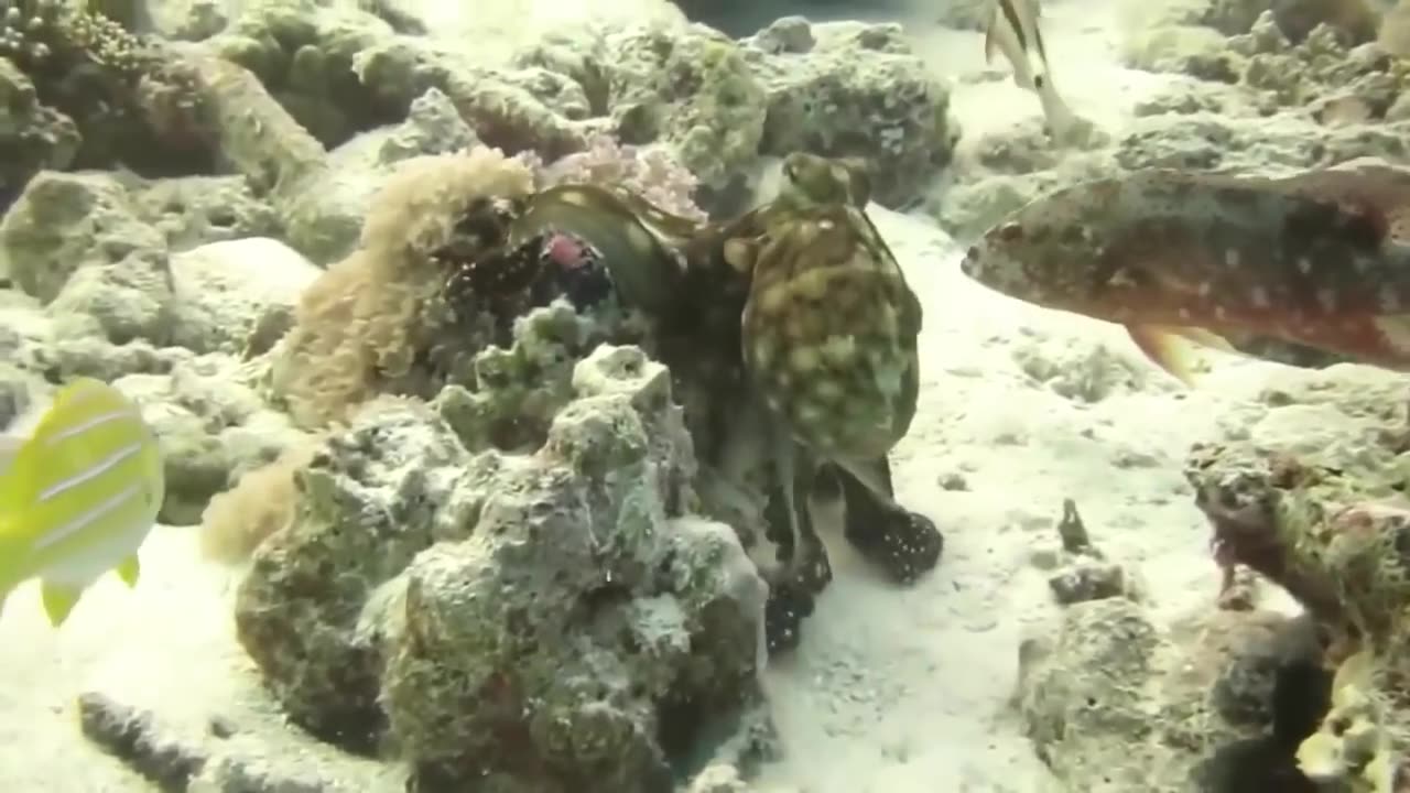 The Eagle Dies While Hunting Octopus In The Ocean