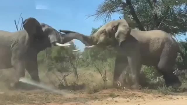 The Scene Of 2 African Elephants Fighting Is So Fierce And Scary